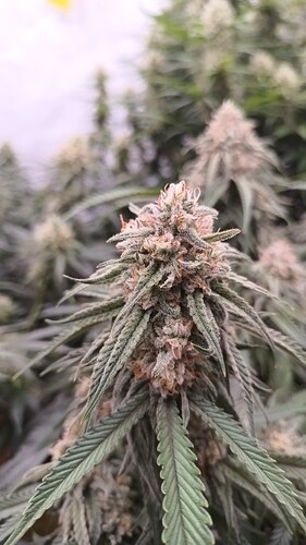 Growreport Bild 9