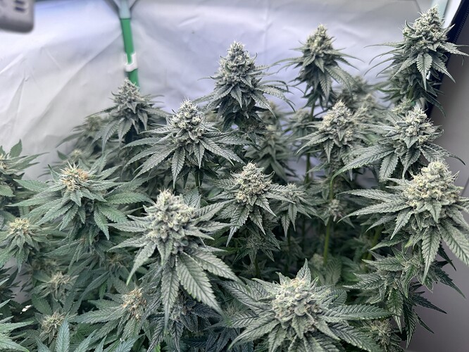 Growreport Bild 22