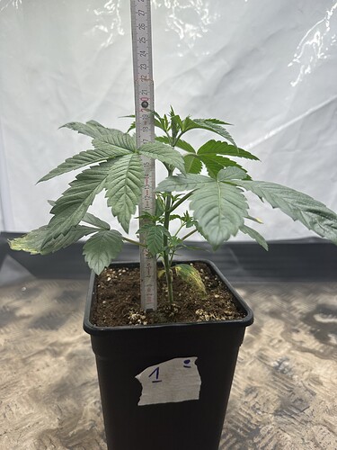 Growreport Bild 6