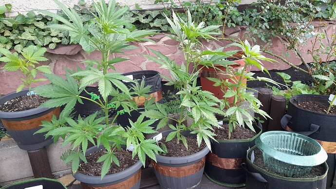 Growreport Bild 29