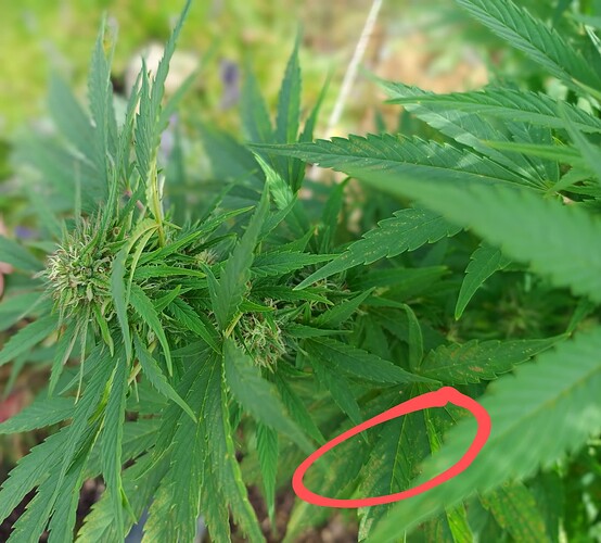 IMG_20240927_111609808~3