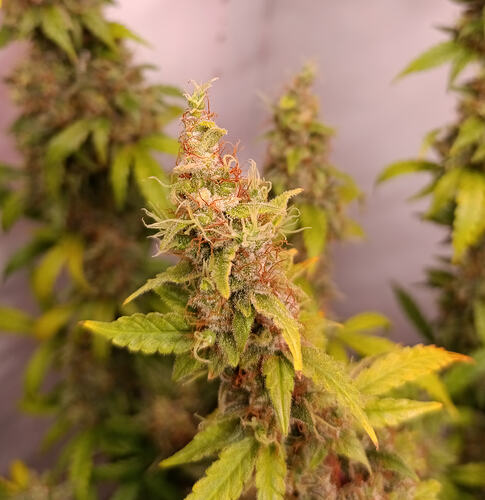 Growreport Bild 10