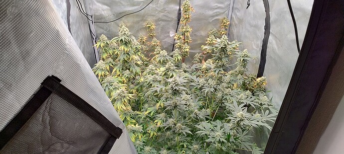 Growreport Bild 4