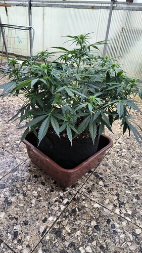 Growreport Bild 6
