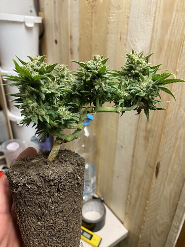 Growreport Bild 51
