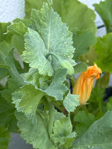 Growreport Bild 39