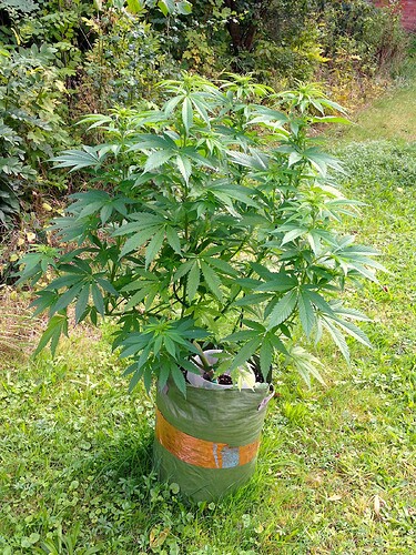 Grow24_0916_JD-BT1_02