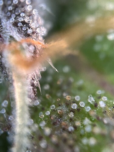 Growreport Bild 12