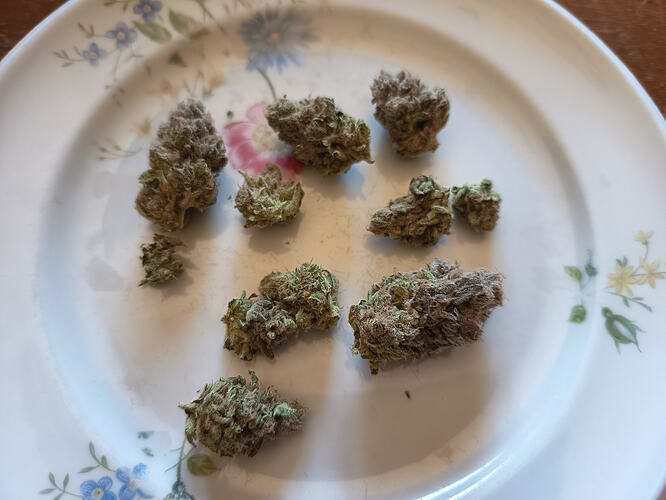 Blueberry Muffin Kompakt