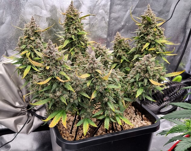 Growreport Bild 29