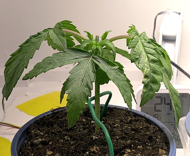 Growreport Bild 17