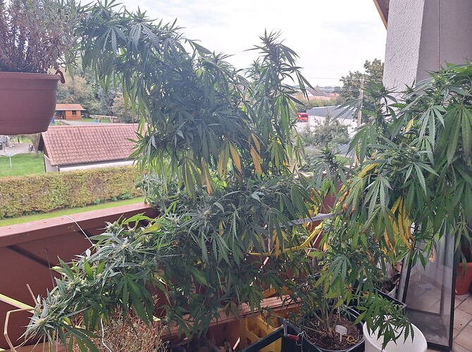 Growreport Bild 1
