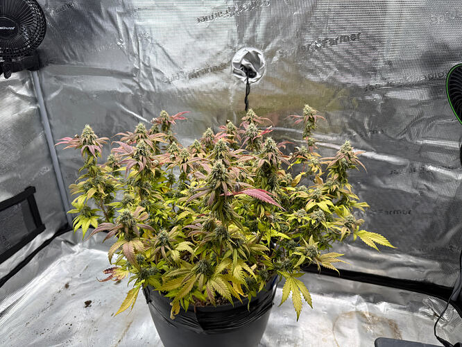 Growreport Bild 52