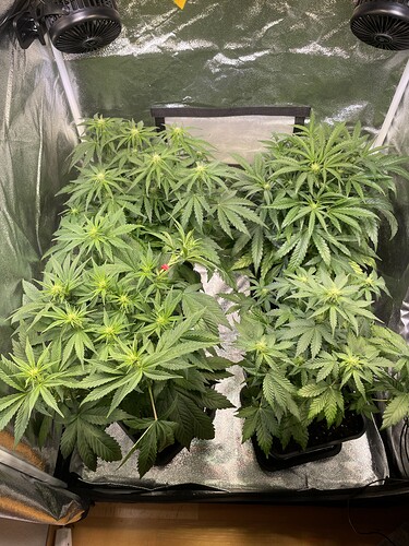Growreport Bild 3