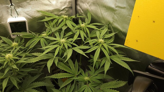 Growreport Bild 3