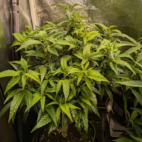 Growreport Bild 10