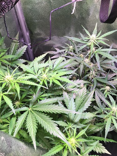 Growreport Bild 4