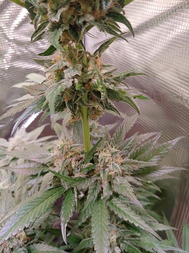 Growreport Bild 14