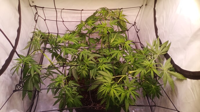 Growreport Bild 6