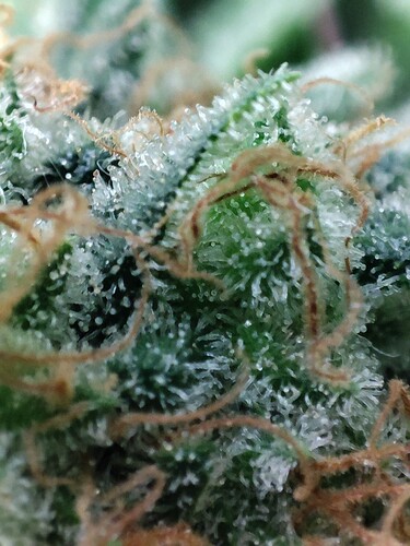 Growreport Bild 30