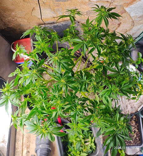 Growreport Bild 4