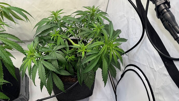 Growreport Bild 2