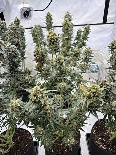 Growreport Bild 1