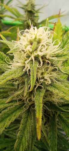 Growreport Bild 8