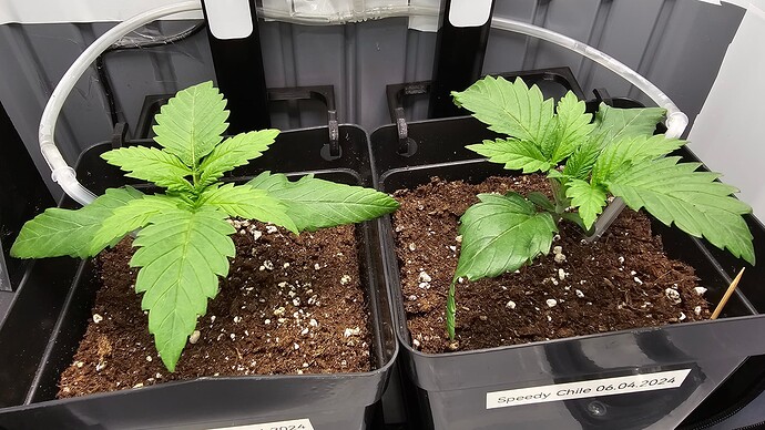 Growreport Bild 4