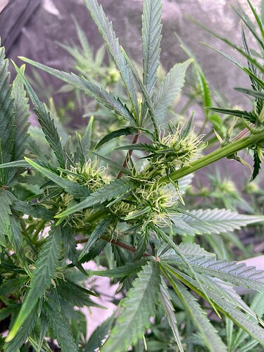 Growreport Bild 5