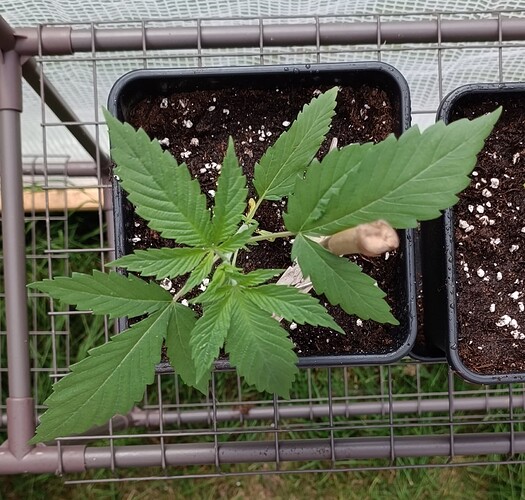 IMG_20240526_150759~2