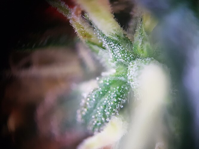 Terp2-2