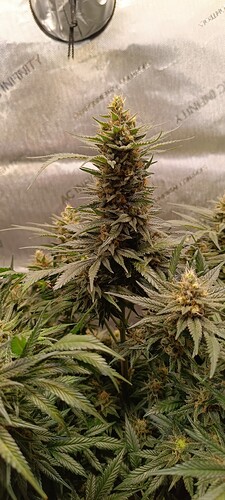 Growreport Bild 5