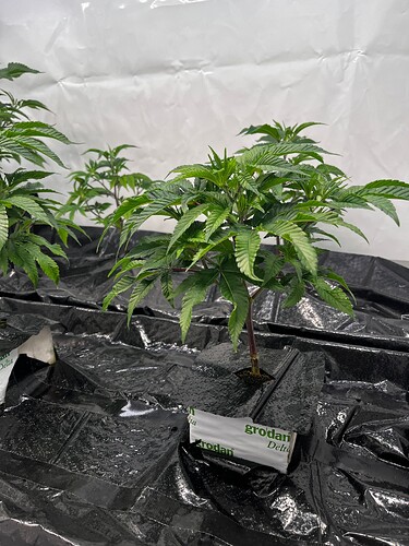 Growreport Bild 5