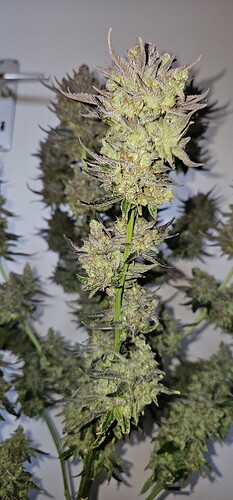 Growreport Bild 68