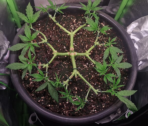 Growreport Bild 6
