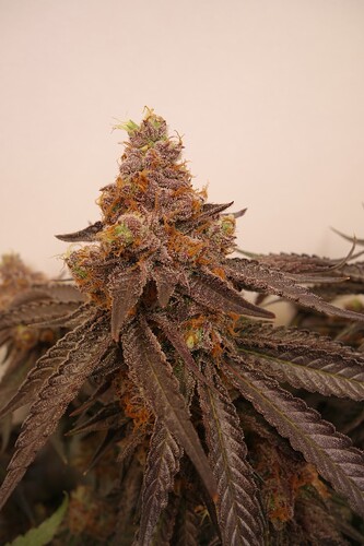 Growreport Bild 12