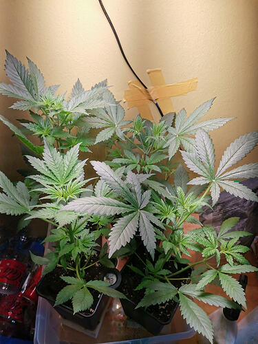 Lucky Hemp LT22 (1)