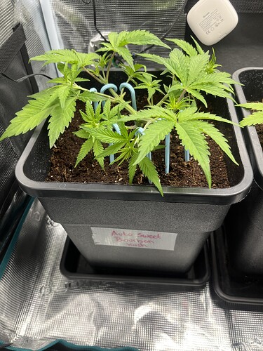 Growreport Bild 3