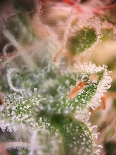 Growreport Bild 17