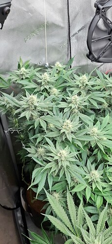 Growreport Bild 4