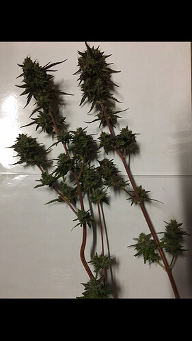 Growreport Bild 6