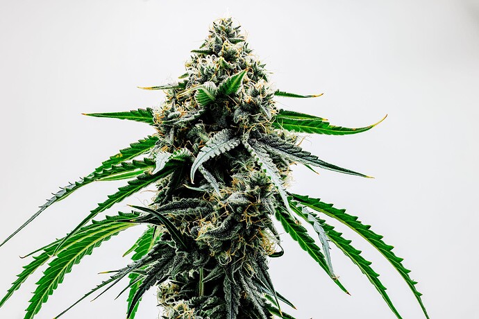 Growreport Bild 2