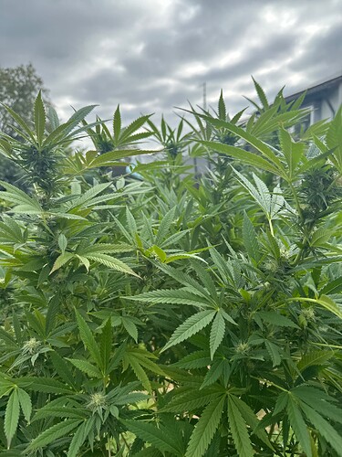 Growreport Bild 27
