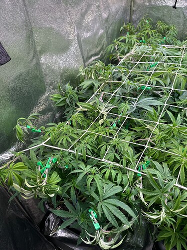 Growreport Bild 61