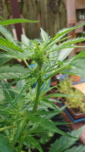 Growreport Bild 8