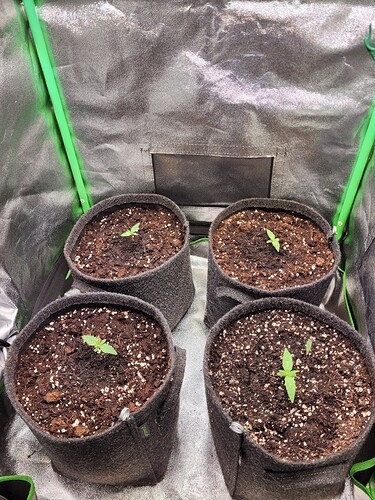 Growreport Bild 8