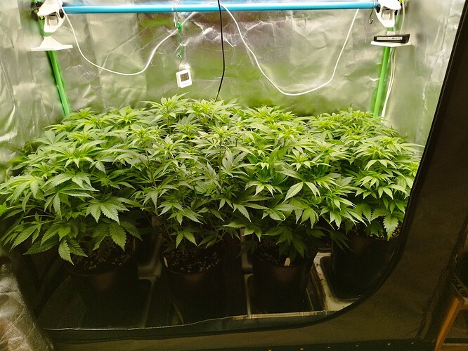 Growreport Bild 1
