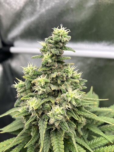 Growreport Bild 20