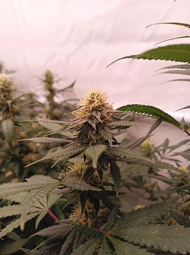 Growreport Bild 72
